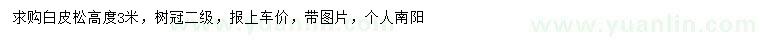 求購高3米白皮松