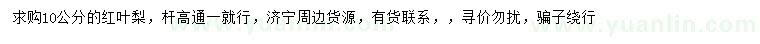 求購10公分紅葉梨