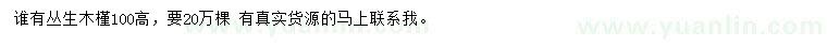 求購高100公分叢生木槿