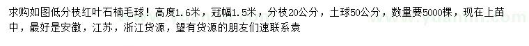 求購高1.6米紅葉石楠毛球