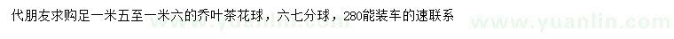 求購1.5-1.6米喬葉茶花球