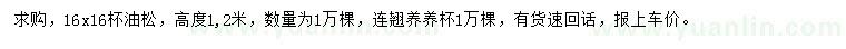 求購高1.2米油松