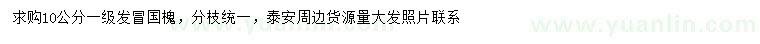 求購10公分國槐