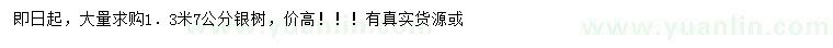 求購1.3米量7公分銀樹