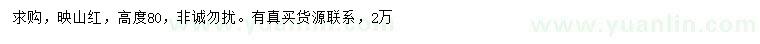 求購高80公分映山紅