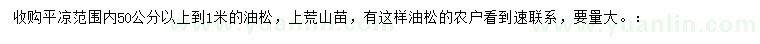 求購0.5-1米油松