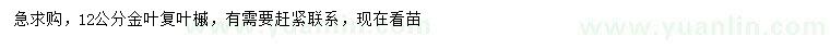 求購(gòu)12公分金葉復(fù)葉槭