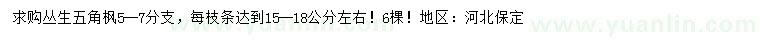 求購5-7分支叢生五角楓