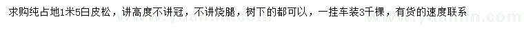 求購1.5米白皮松