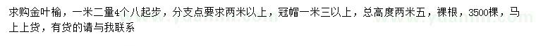 求購高2.5米金葉榆