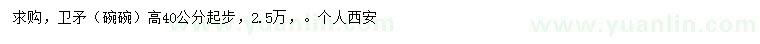 求購(gòu)高40公分起步衛(wèi)矛