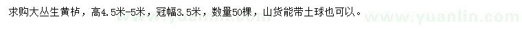 求購高4.5-5米叢生黃櫨