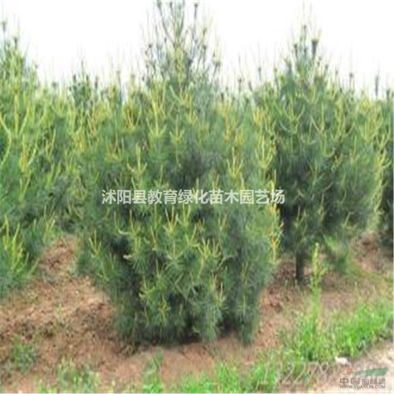 大小規(guī)格白皮松基地