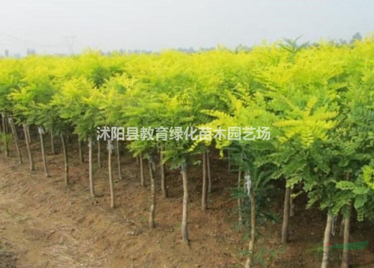 江蘇金枝國槐各種規(guī)格新報價