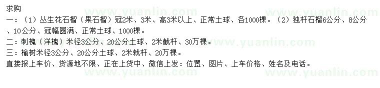 求購(gòu)叢生花石榴、石榴、刺槐等