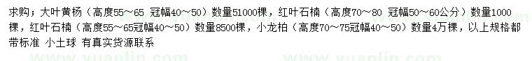 求購大葉黃楊、紅葉石楠、小龍柏