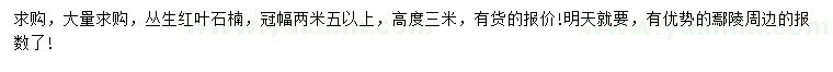 求購冠幅2.5米以上叢生紅葉石楠