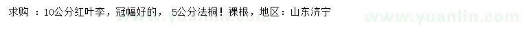 求購10公分紅葉李、5公分法桐