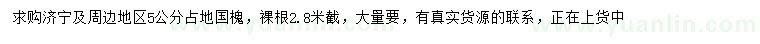 求購5公分國槐