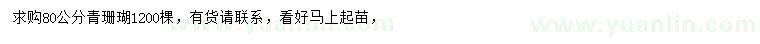 求購80公分青珊瑚