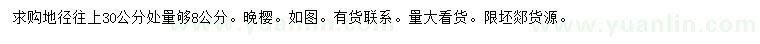 求購30公分處量8公分晚櫻
