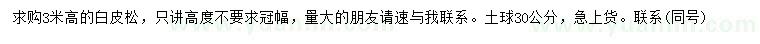 求購高3米白皮松