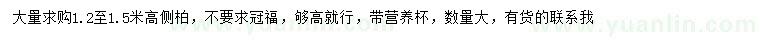 求購高1.2至1.5米側(cè)柏