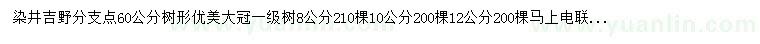 求購8、10、12公分染井吉野