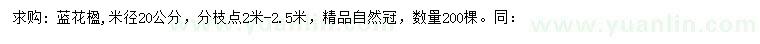 求購米徑20公分藍(lán)花楹