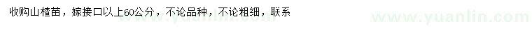 求購山楂苗