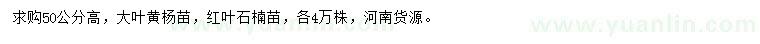 求購(gòu)高50公分大葉黃楊苗、紅葉石楠苗