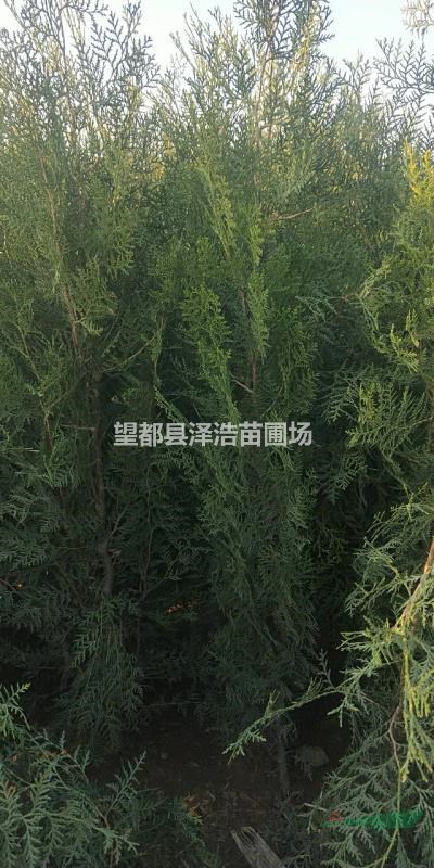 側(cè)柏哪里價格便宜_河北保定側(cè)柏基地報價_側(cè)柏批發(fā)側(cè)柏今日價格