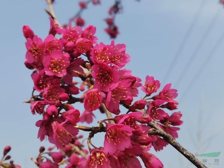 臺灣鈡櫻花 1年生嫁接苗
