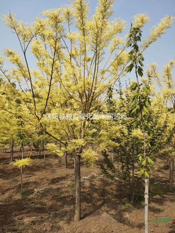 江蘇金枝國槐各種規(guī)格新報價