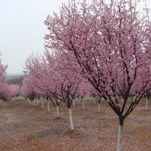 美人梅、珍珠梅、櫻花、紫荊、紫薇、紫葉桃、紫葉李、碧桃