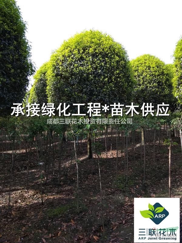 成都桂花基地直批 2公分桂花