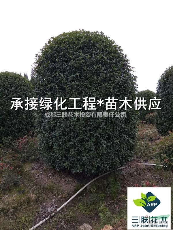 成都桂花基地直批 2公分桂花