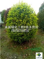 成都桂花基地直批   6公分 桂花