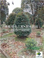 成都桂花基地直批   6公分 桂花