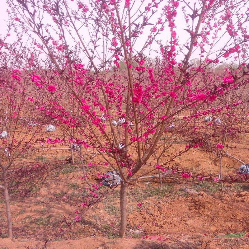 清地處理3公分龍柱碧桃批發(fā)基地 碧桃樹數(shù)量巨大 歡迎選購