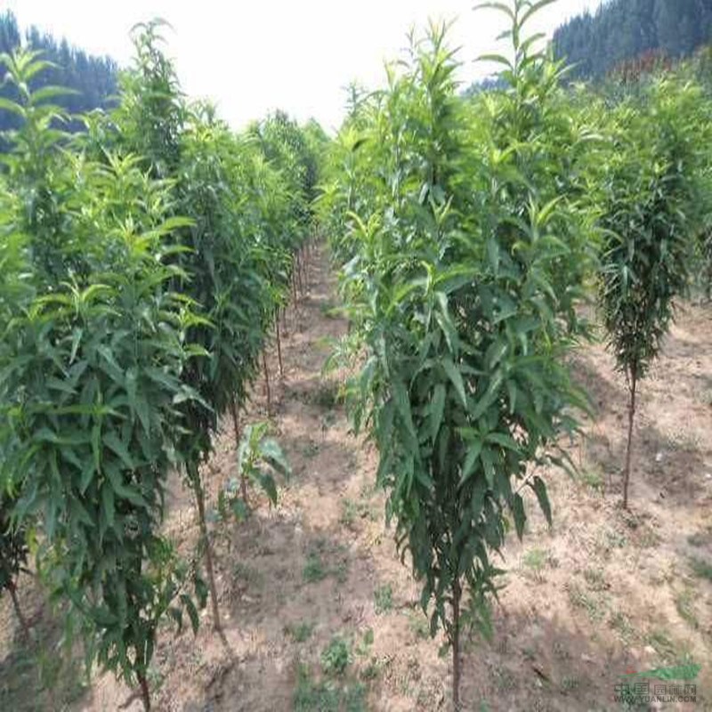 清地處理3公分龍柱碧桃批發(fā)基地 碧桃樹數(shù)量巨大 歡迎選購