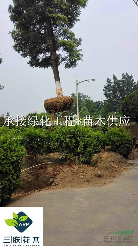 成都楨楠苗圃直批  楨楠14-17公分