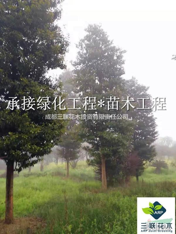 成都楨楠苗圃直批  楨楠14-17公分