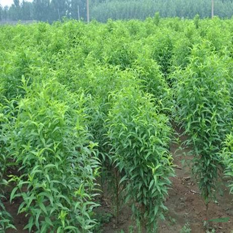 大量出售3公分龍柱碧桃價格 碧桃樹規(guī)格齊全
