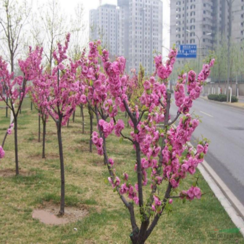 清地處理8公分以上碧桃樹批發(fā)基地 碧桃樹數(shù)量巨大 歡迎選購