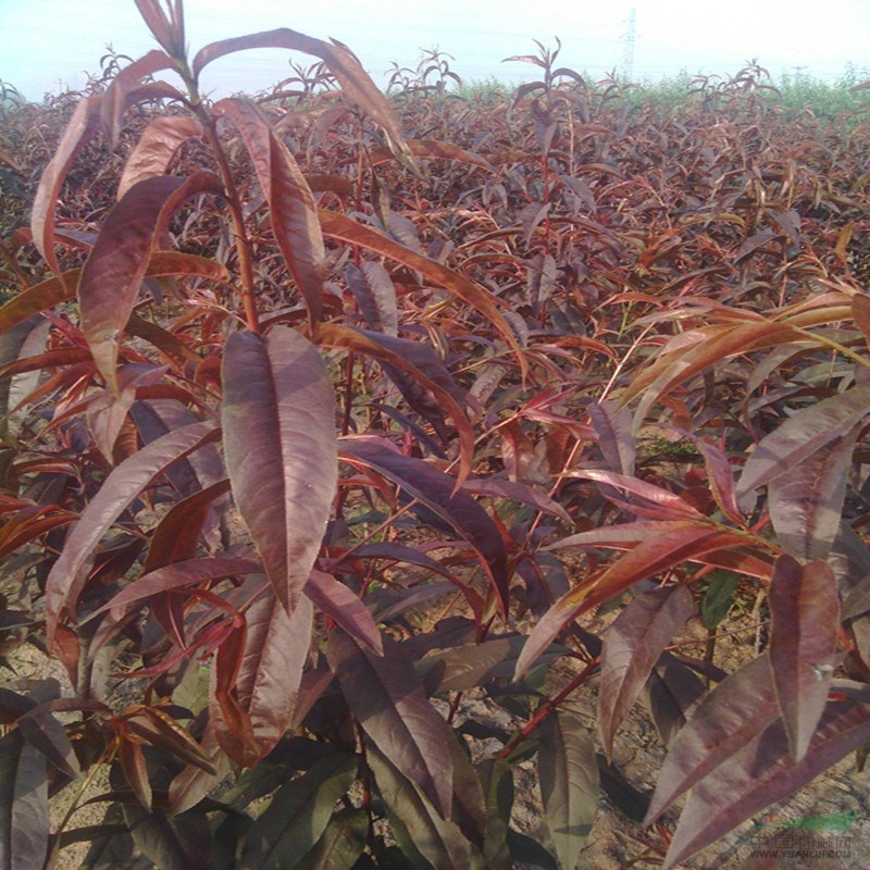 清地處理8公分以上碧桃樹批發(fā)基地 碧桃樹數(shù)量巨大 歡迎選購