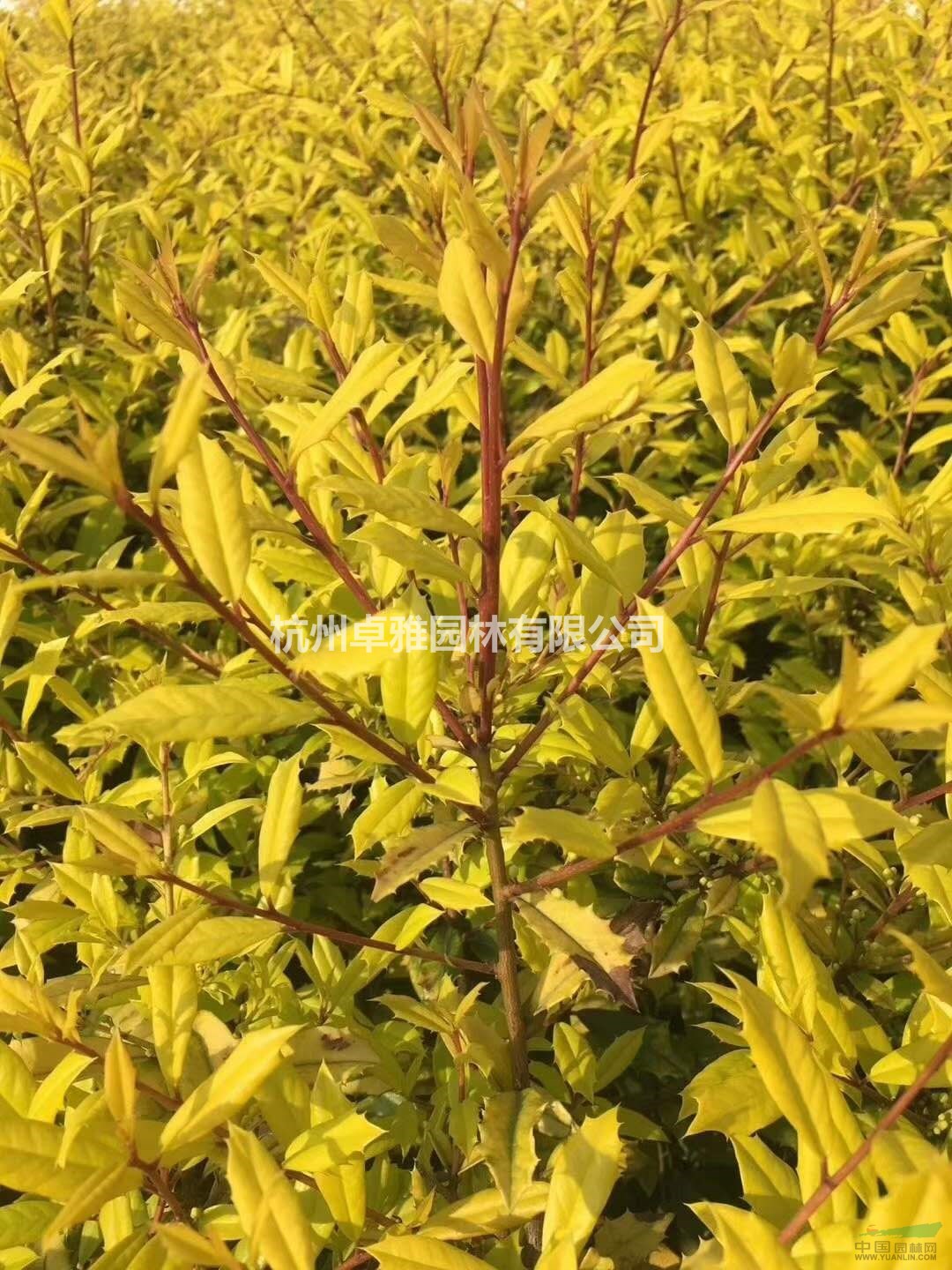 黃金枸骨(穴盆苗)(蕭山毛球,蕭山小苗.杯苗.工程用苗配送)