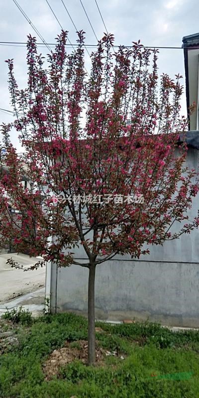 浙江長(zhǎng)興提供北美海棠