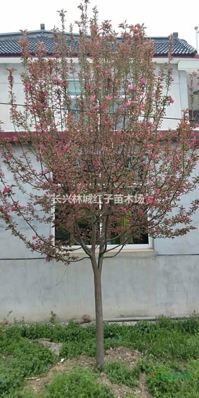 浙江長(zhǎng)興提供北美海棠