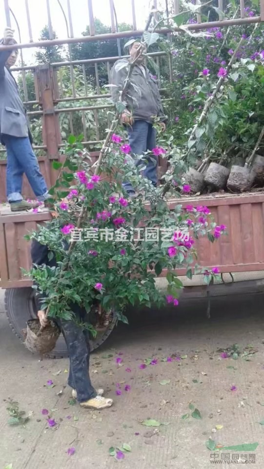 宜賓三角梅批發(fā)，30公分三角梅價(jià)格多少一株